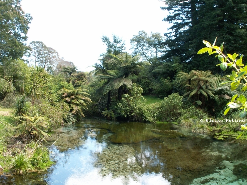 Kein Urwald, sondern die ppige Umgebung eines Golfplatzes in Hamurana