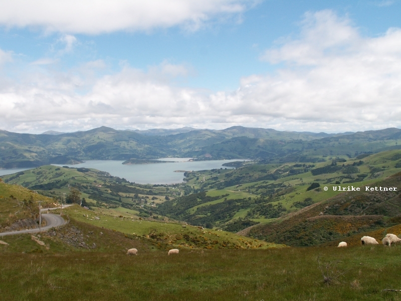 Schottland meets Bodensee: die Halbinsel Akaroa